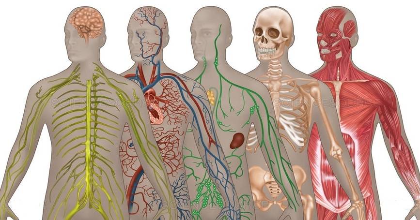 IK082-Medical and Surgical Nursing: urogenital, digestive, endocrine, imunology